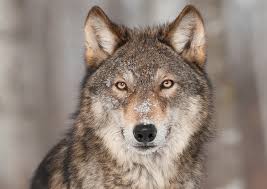 wolf-tide